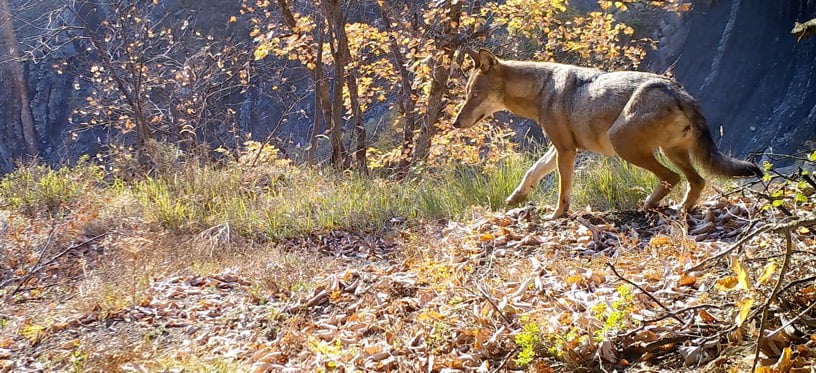 Vivre avec les loups