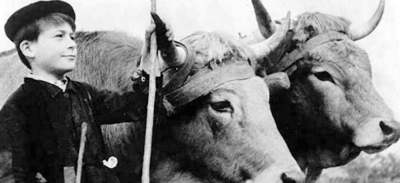 Farrebique Farrebique