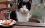 Kedi - Des chats et des hommes