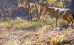 Vivre avec les loups